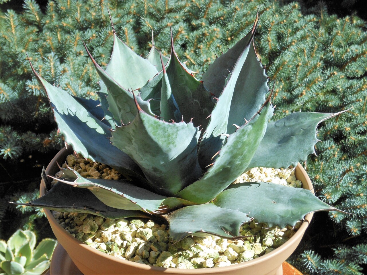 アガベ パラサナ アガベパラサナグローブ実生 agave parrasana globe