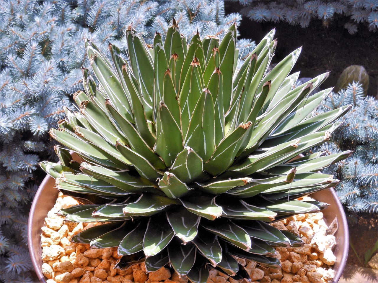 昔からのカキコ　アガベ　笹の雪　氷山　ビクトリアレジーナ　サボテン 昔からのカキコ アガベ 笹の雪 氷山 ビクトリアレジーナ サボテン