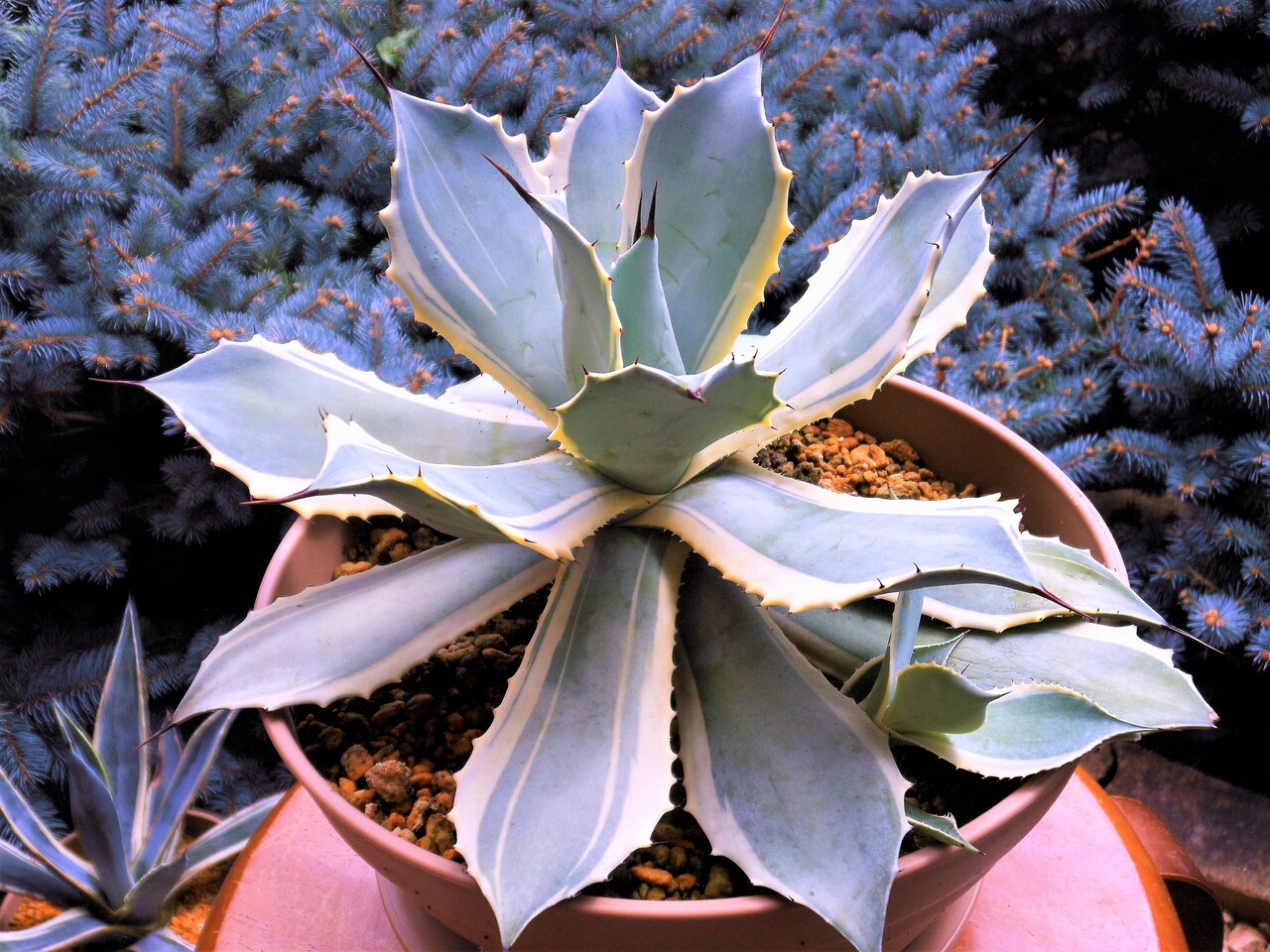 アガベ アイスクリーム ホワイトエッジ 大株 アガベ ホワイトエッジ