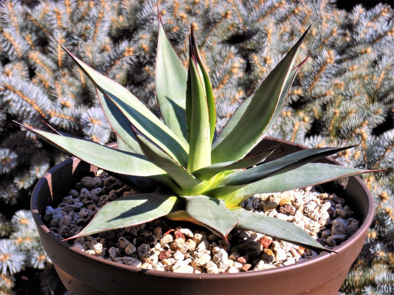 アガベ』【バーント バーガンディ】 : 【BOTANICAL MAJESTY】