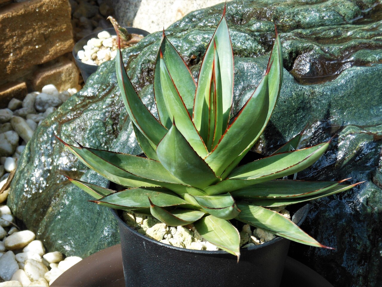 アガベ』【ロマニー】 : 【BOTANICAL MAJESTY】