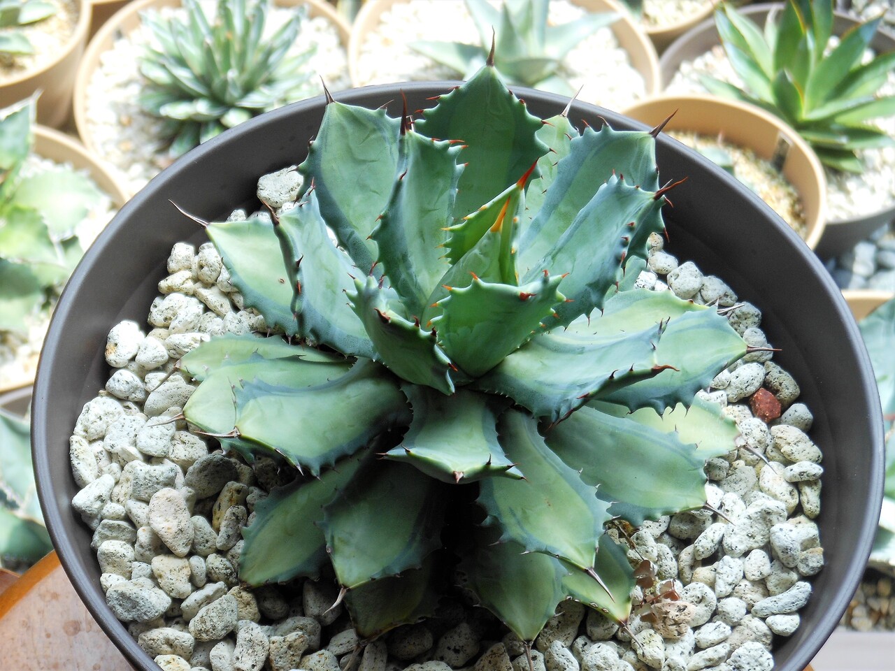 イシスメンシス 皇帝 アガベ カブトガニ アトミックゴールド 雷帝