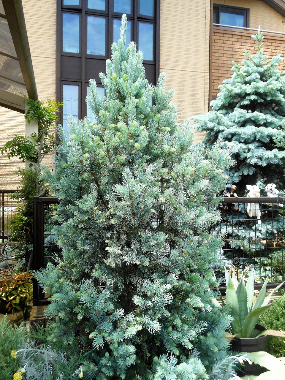 プンゲンストウヒ』【アイゼリー・ファスティギアータ】 : 【BOTANICAL