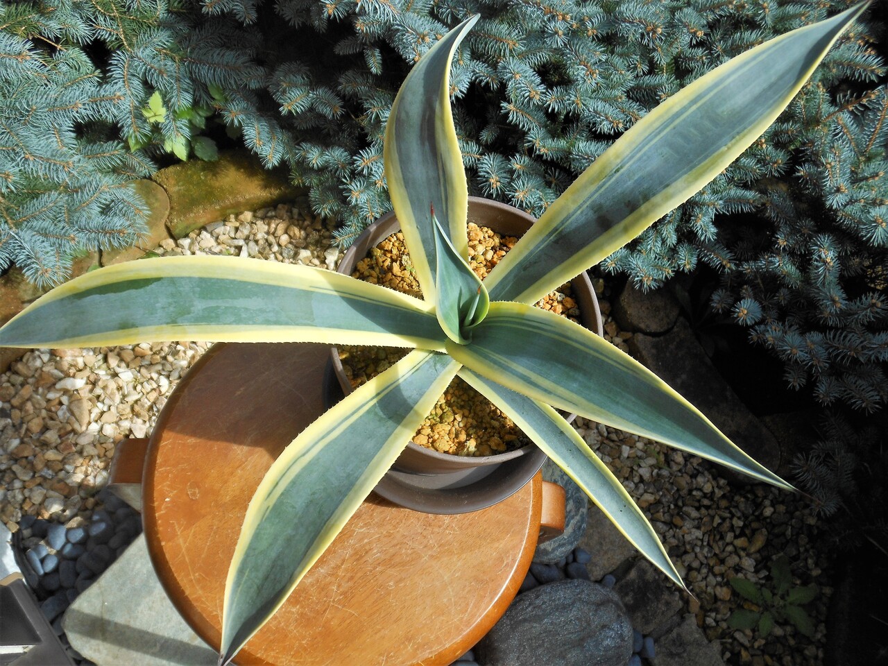 アガベ』【ウェベリー アリゾナスター】 : 【BOTANICAL MAJESTY】