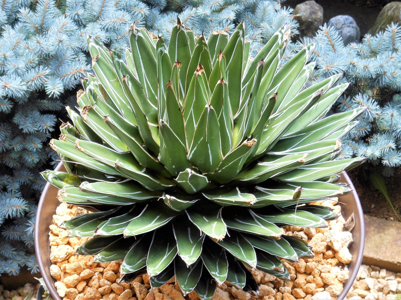 昔からのカキコ　アガベ　笹の雪　氷山　ビクトリアレジーナ　サボテン Agave フラワー・ガーデニング 昔からのカキコ アガベ 笹の雪