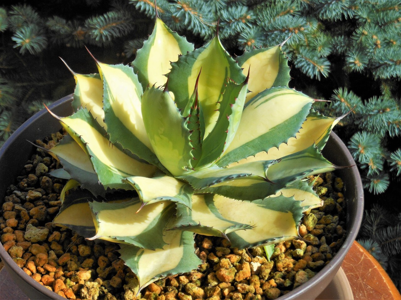 アガベ』【イシスメンシス ラムランナー】 : 【BOTANICAL MAJESTY】