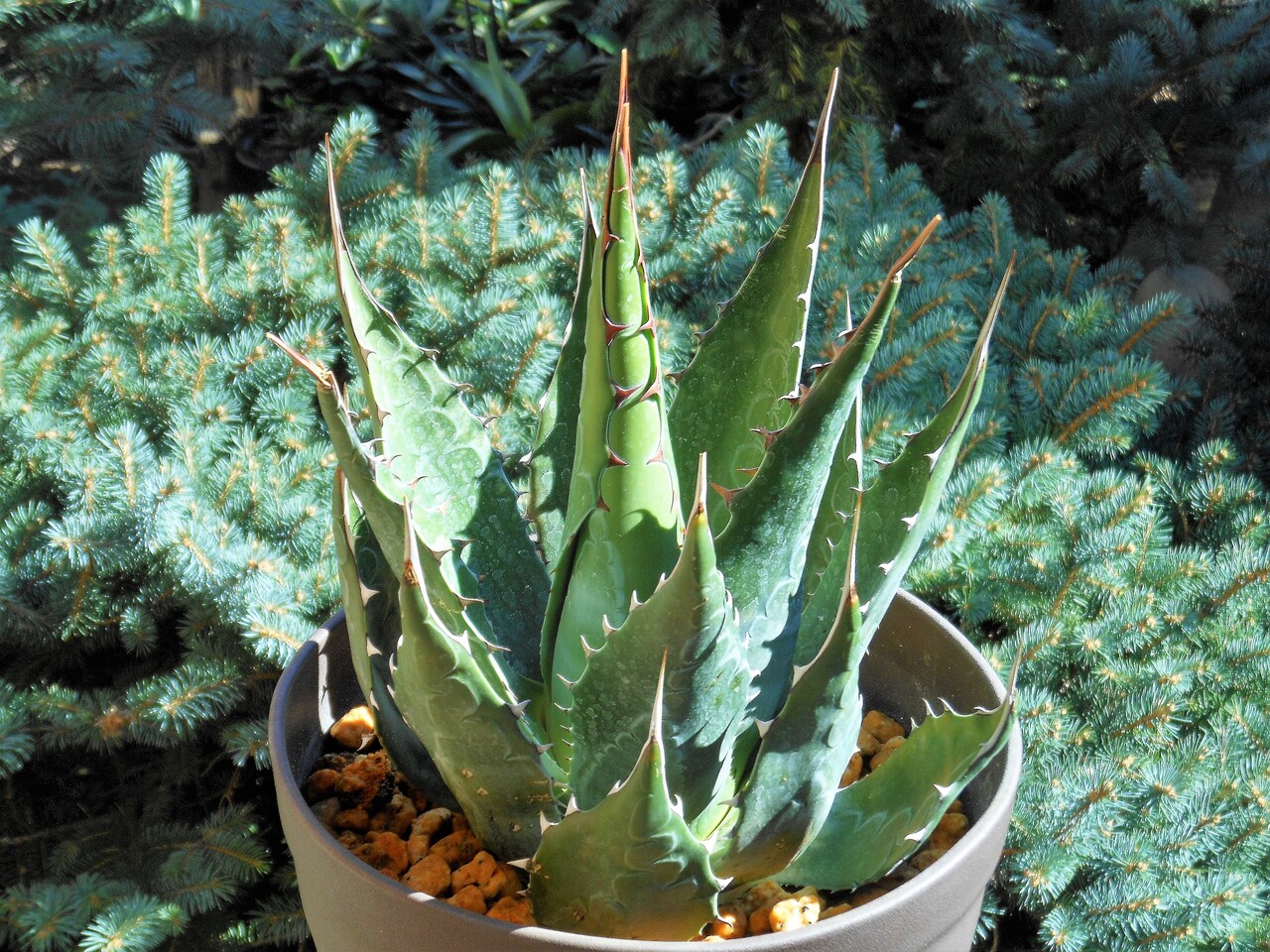 アガベ　モンタナ　選抜　US株　大株　50cm アガベ モンタナ 選抜 US株 大株 50cm