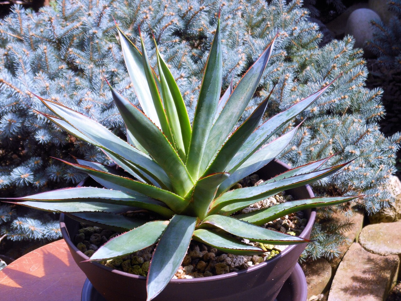 アガベ ブルーグロー 限定品】アガベ「ブルー・グロー」 大株 ※10号規格 抜き苗