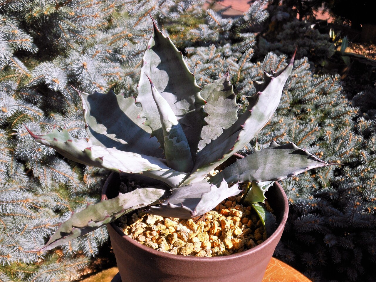 アガベ テマカプリネンシス 大株45センチ? Agave temacapulinensis