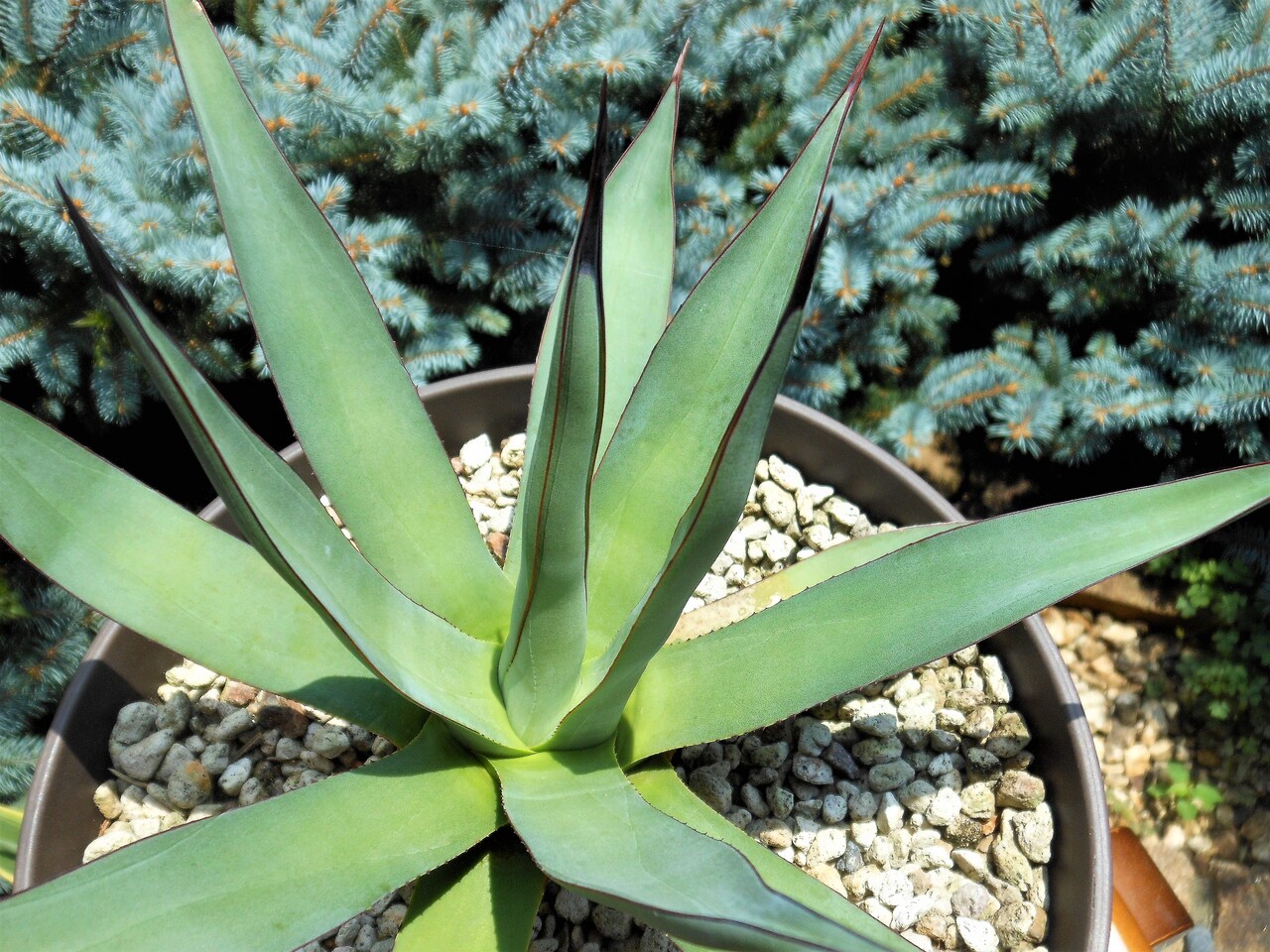 アガベ』【バーント バーガンディ】 : 【BOTANICAL MAJESTY】