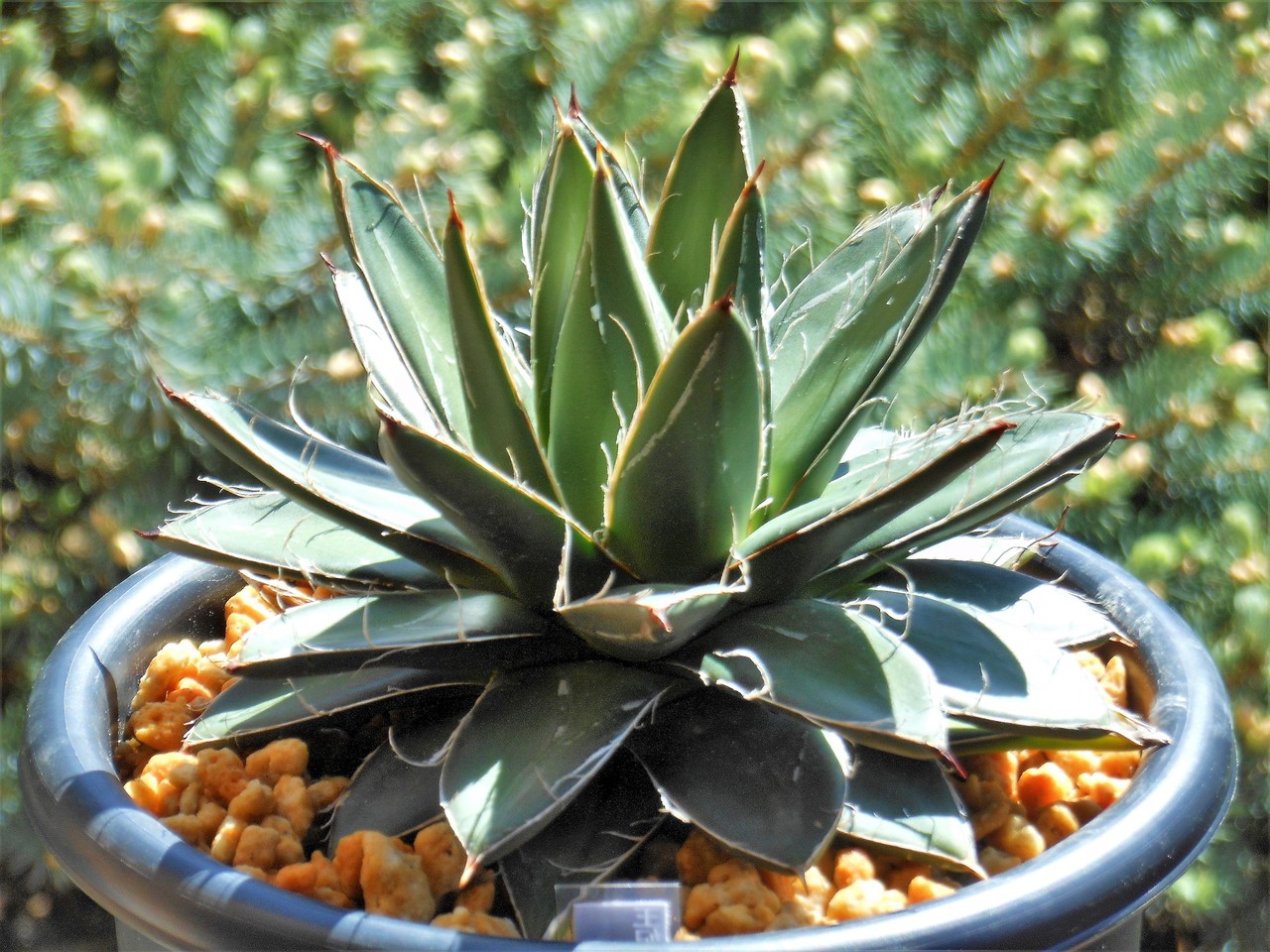 アガベ』【王妃笹の雪】 : 【BOTANICAL MAJESTY】