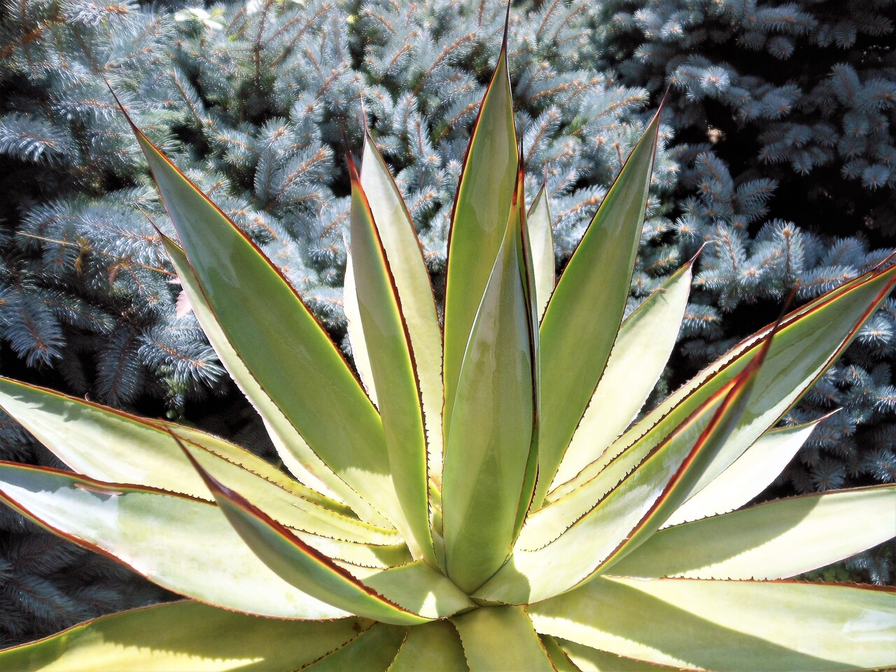 アガベ』【ブルーグロー】 : 【BOTANICAL MAJESTY】