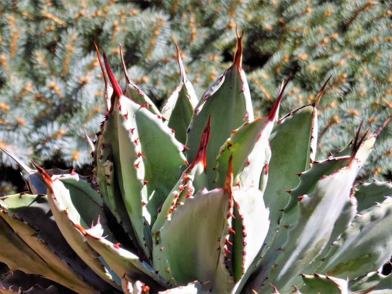 アガベ』【ポタトラム キュービック モンストローサ