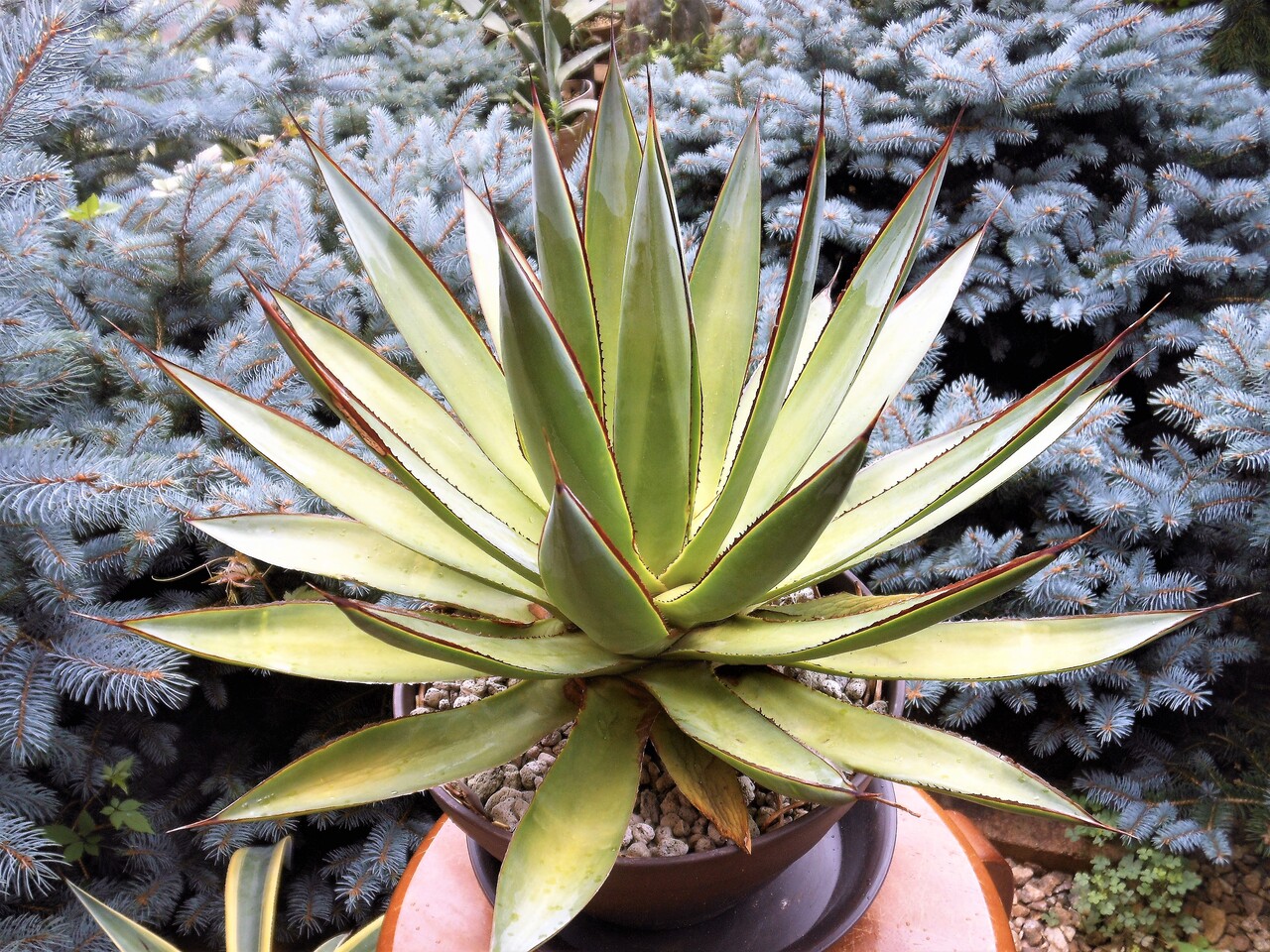 多肉植物 アガベ サングロー【Agave 'Sun Glow 斑入り】希少種
