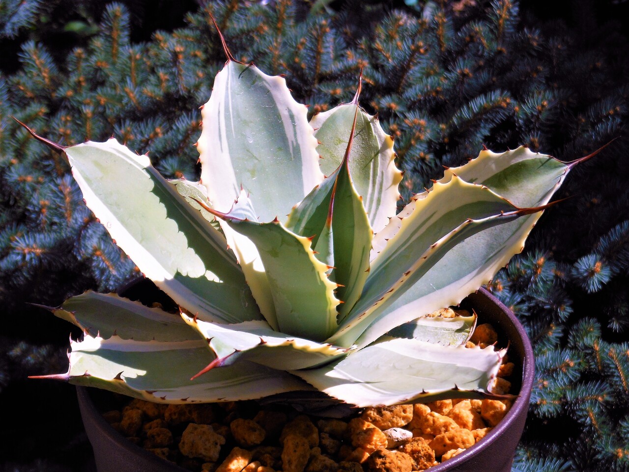 アガベ ポタトラム スノーフォール アガベ スノーフォール