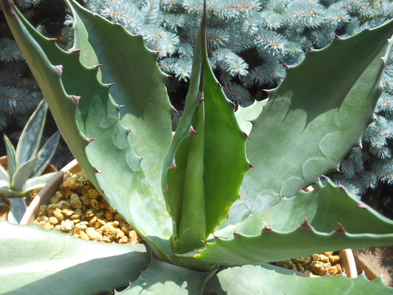 大型　グリーンゴブレット　アガベ Yahoo!オークション - アガベ グリーンゴブレット 大苗