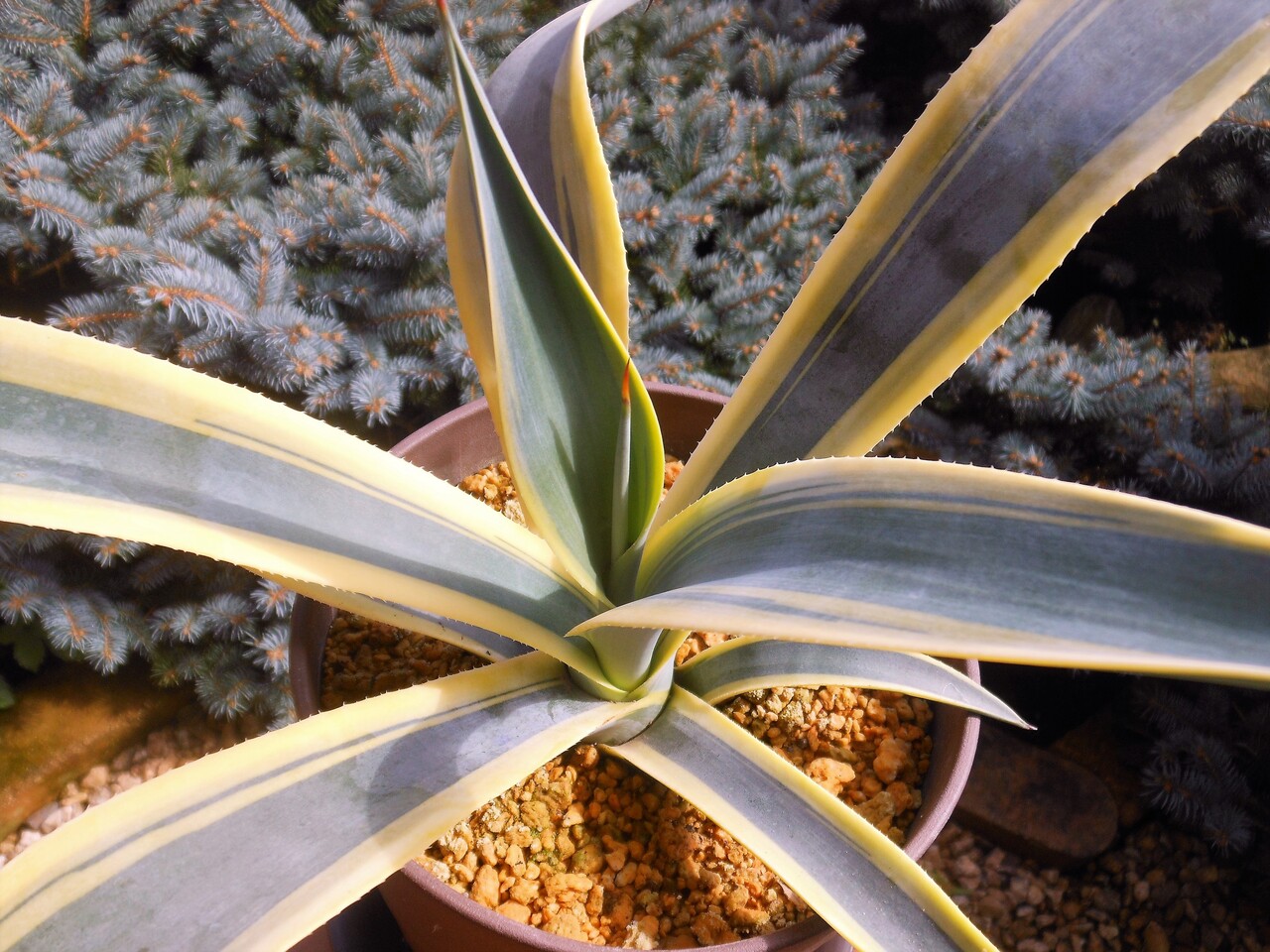 アガベ』【ウェベリー アリゾナスター】 : 【BOTANICAL MAJESTY】