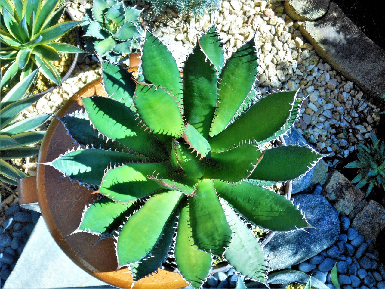 ☆厳選株☆ アガベ ホリダ 密刺ホリダ 大株