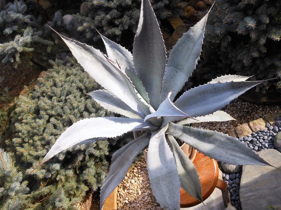【梅干し】フランゾシニー アガベ・ビューレリアナ（フランゾシニー）｜Agave beauleriana