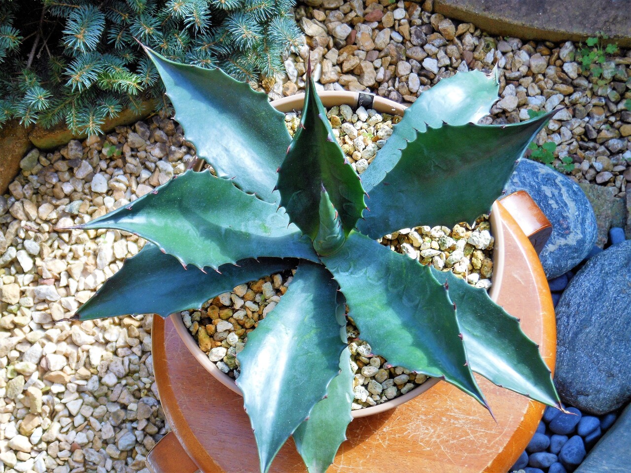 アガベ』【サルミアナ フェロックス グリーンゴブレット