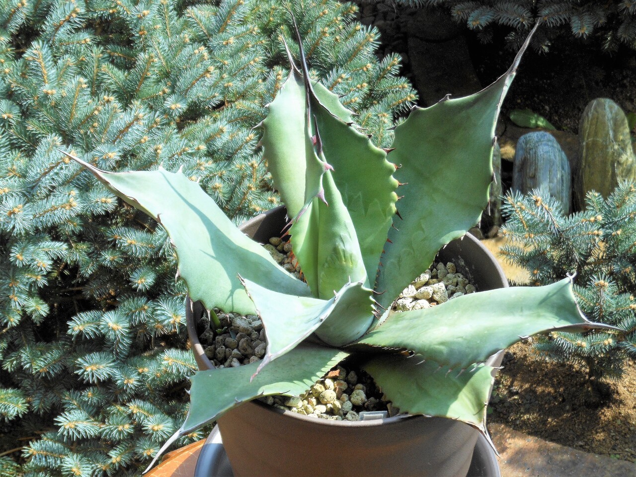 アガベ•フェロックス ドワーフ