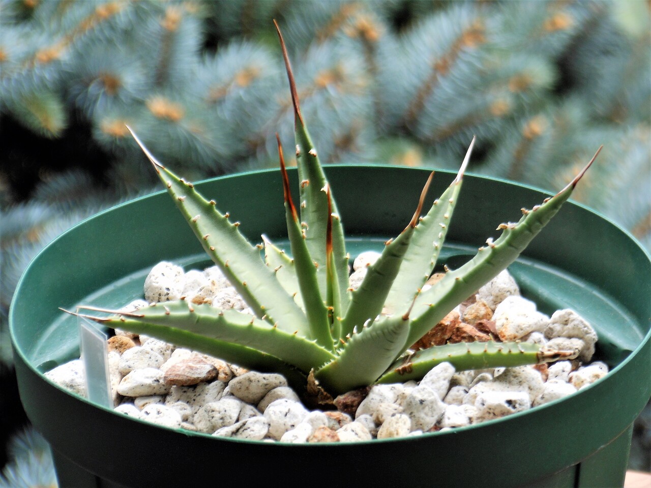 植物名　アガベ　八荒雷神　観葉植物 アガベ・八荒雷神 | trigger