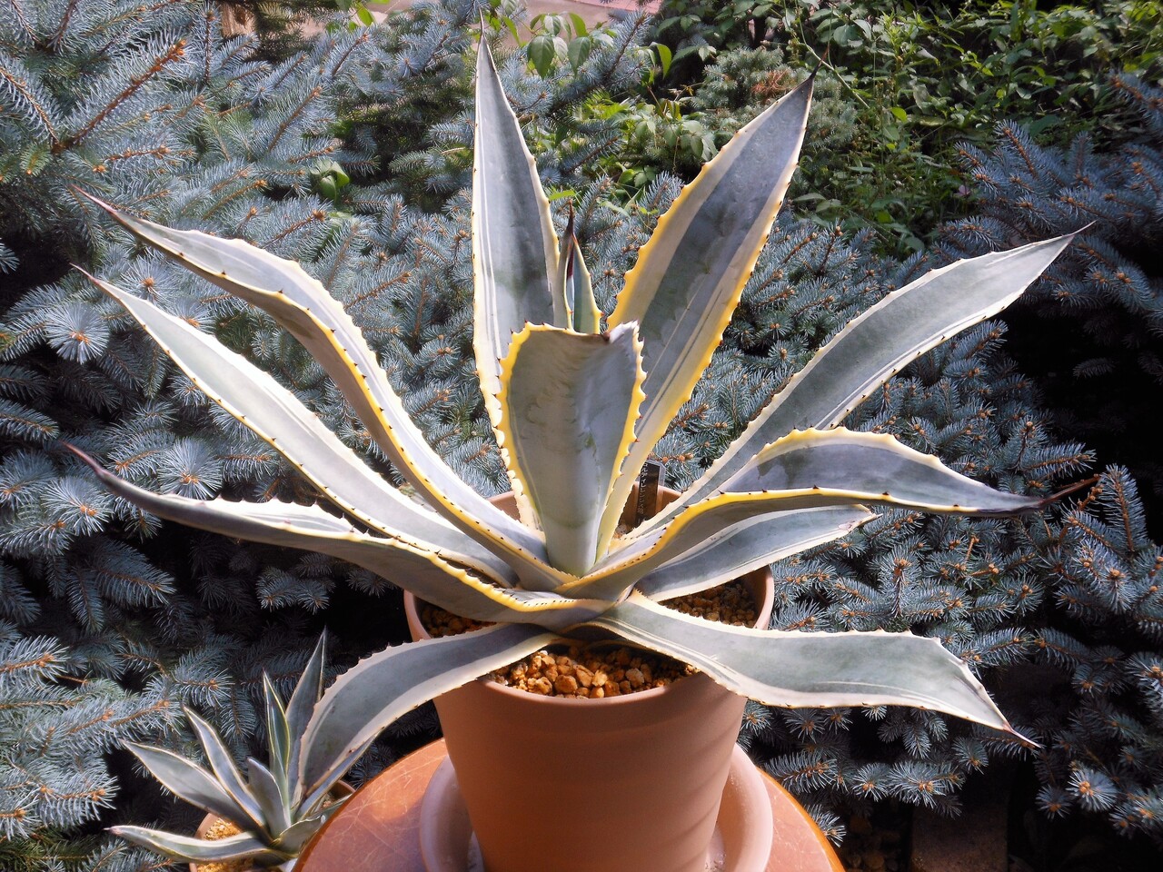 工場直売 アガベ』【コルディレレンシス バリエガータ】 : 【BOTANICAL アガベ
