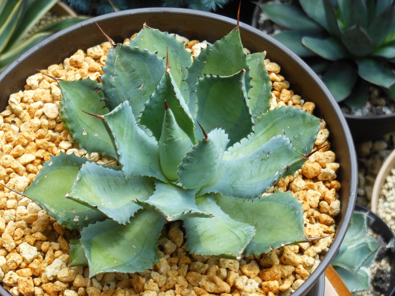 親株！6号鉢サイズ！アガベ ラムランナー グラキリス パキプス