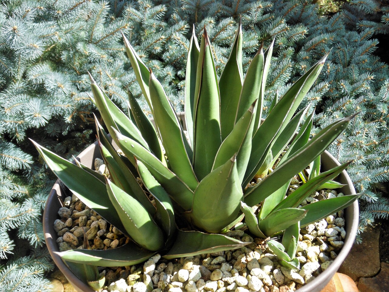 アガベ　グリーングロー　検) ブルーグロー　パリー アガベ グリーングロー 検) ブルーグロー パリー