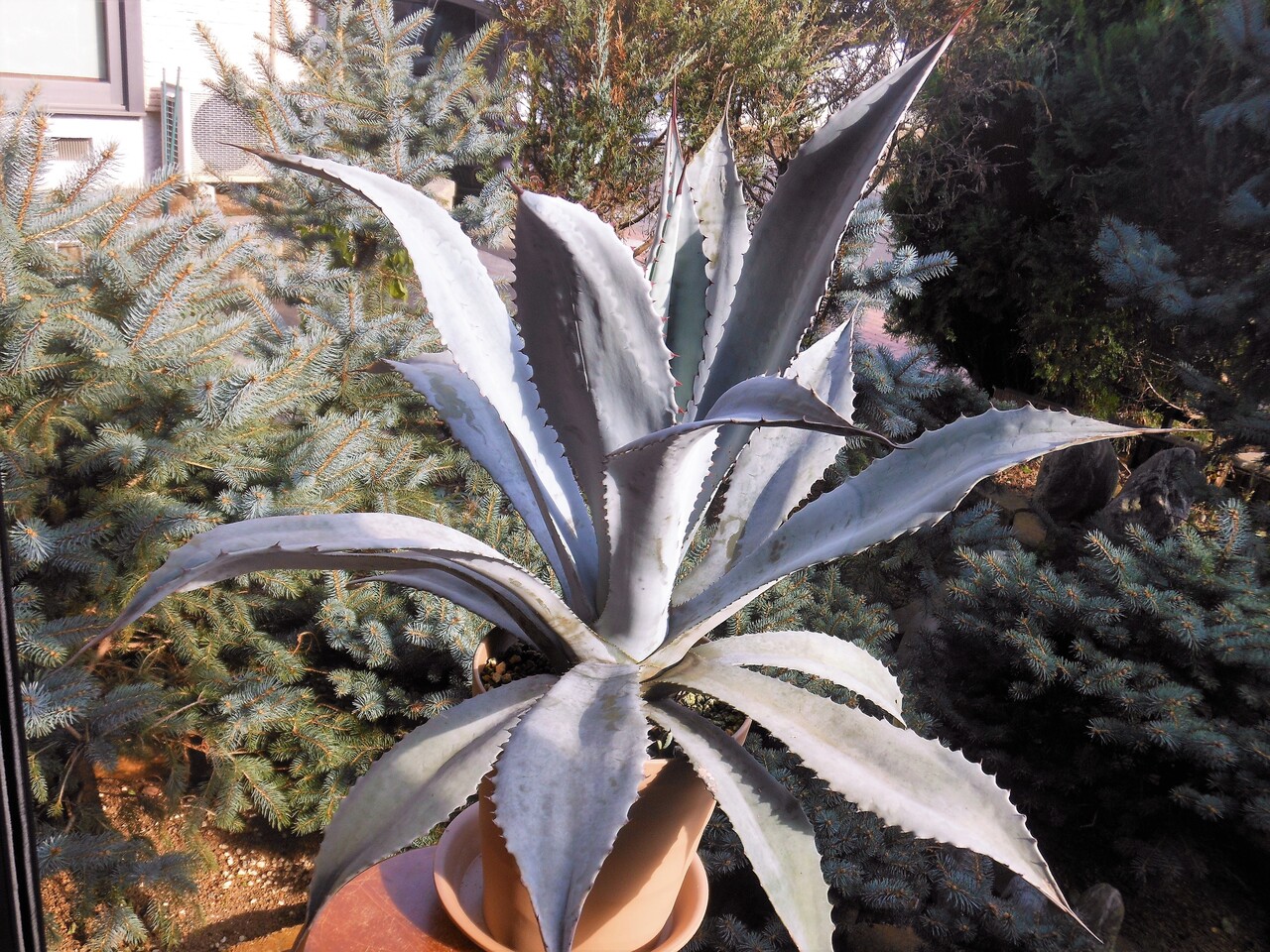 【梅干し】フランゾシニー Amazon｜ITANSE アガベ アメリカーナフランゾシニー 2.5号