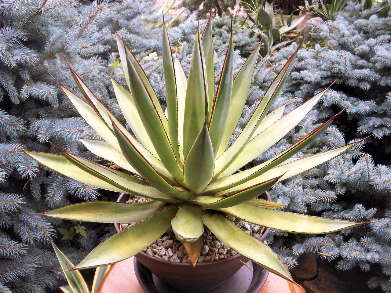 アガベ』【ブルーグロー】 : 【BOTANICAL MAJESTY】