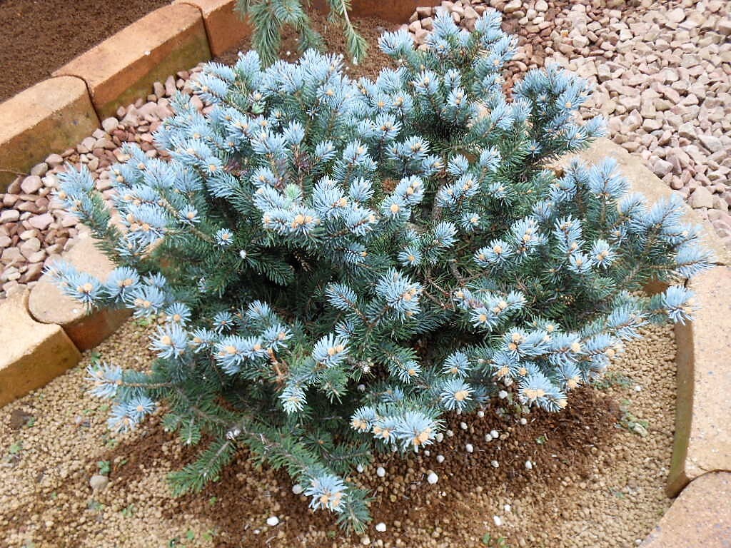 プンゲンストウヒ グラウカグロボーサ プンゲンストウヒ グラウカ