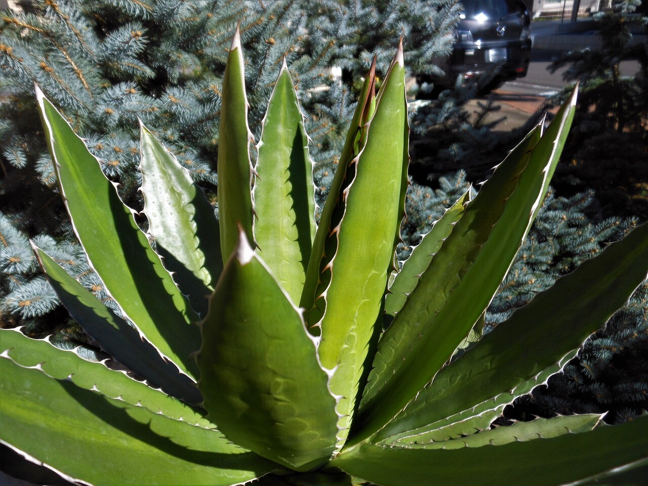 アガベ』【ロファンサ】(ユニビッタータ) : 【BOTANICAL MAJESTY】