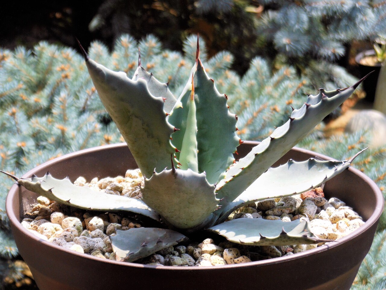 アガベ』【テマカプリネンシス】 : 【BOTANICAL MAJESTY】