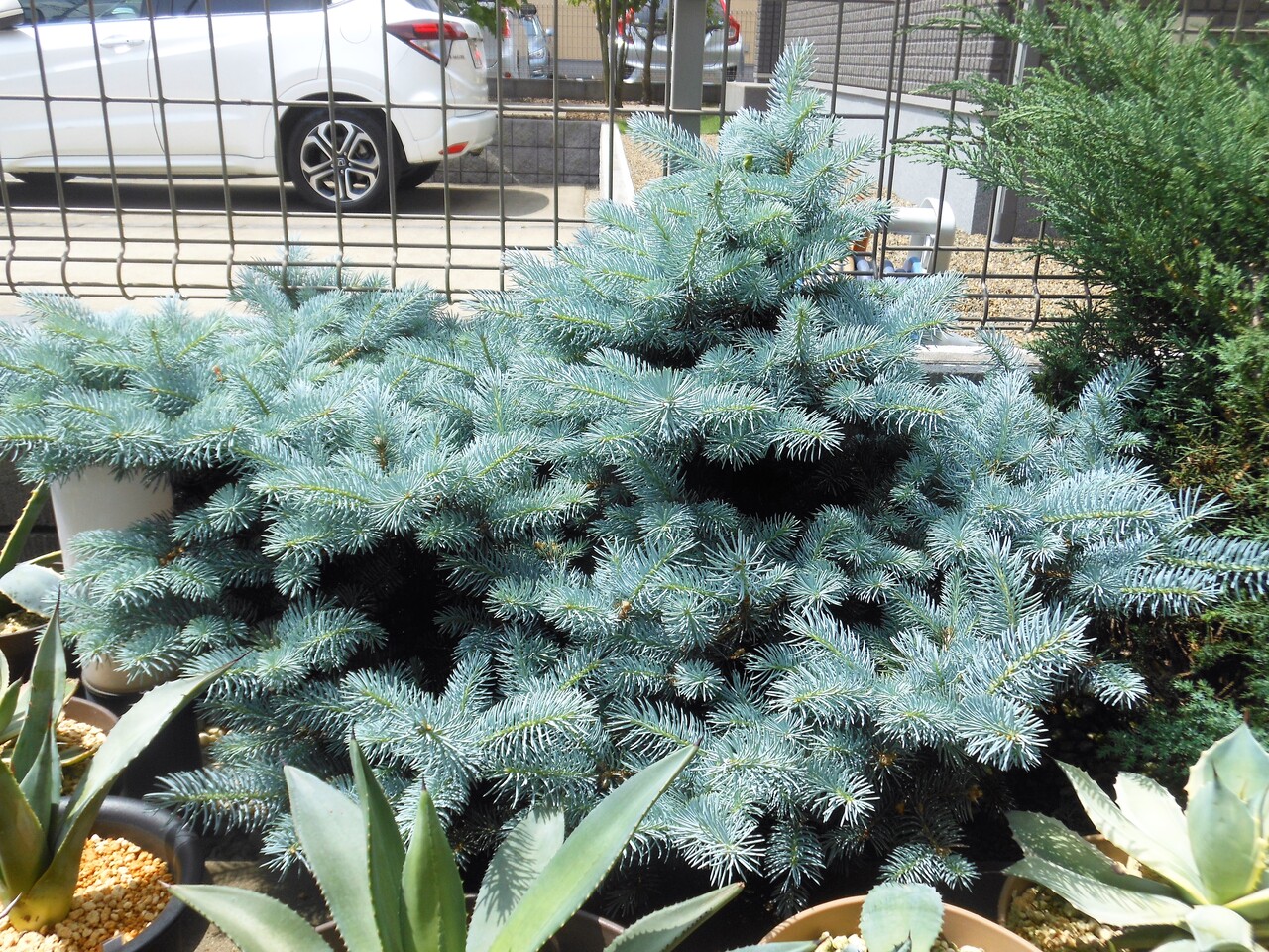 プンゲンストウヒ グラウカグロボーサ エアーポット鉢植え 苗木 レア