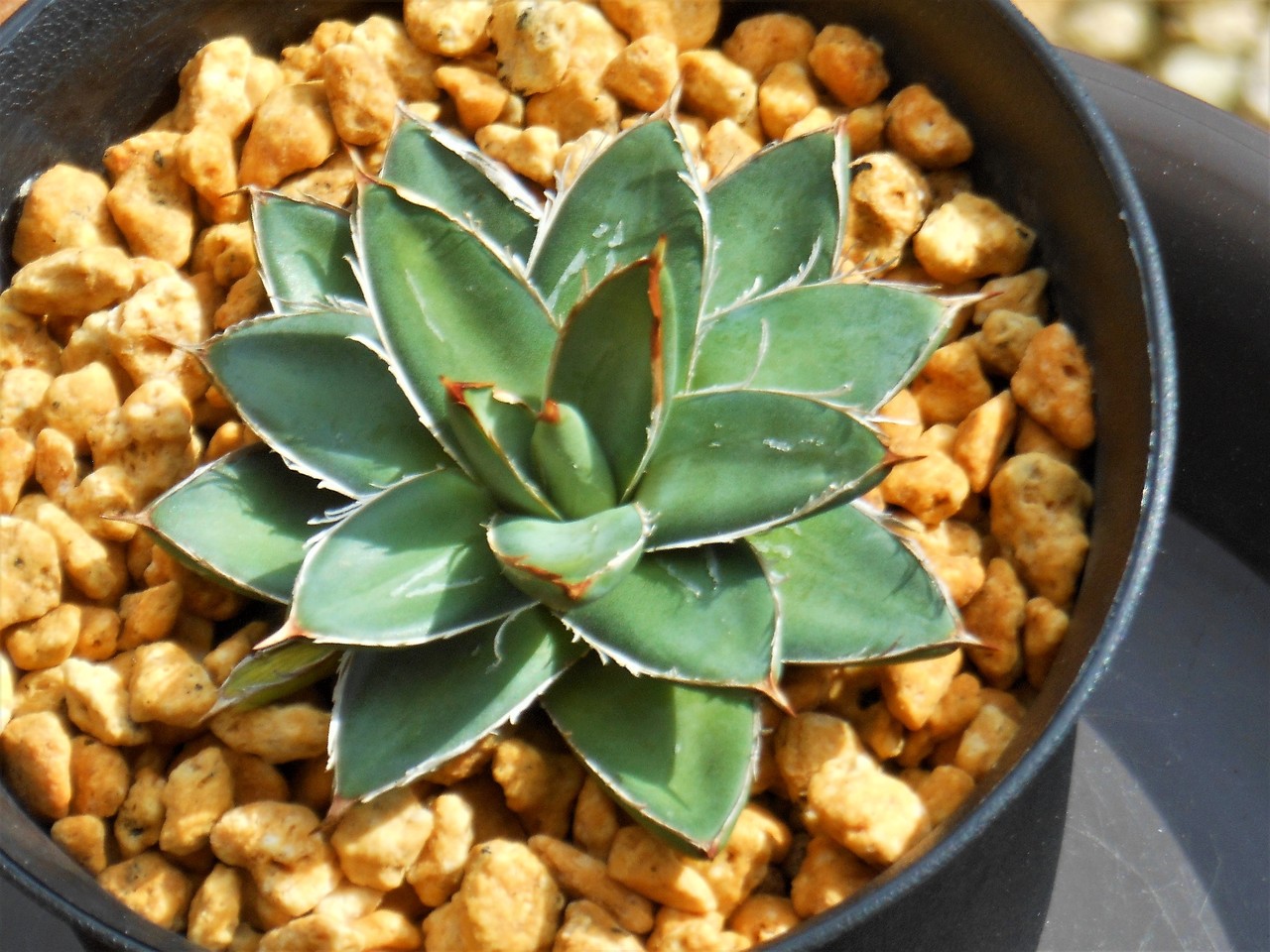 アガベ』【王妃笹の雪】 : 【BOTANICAL MAJESTY】