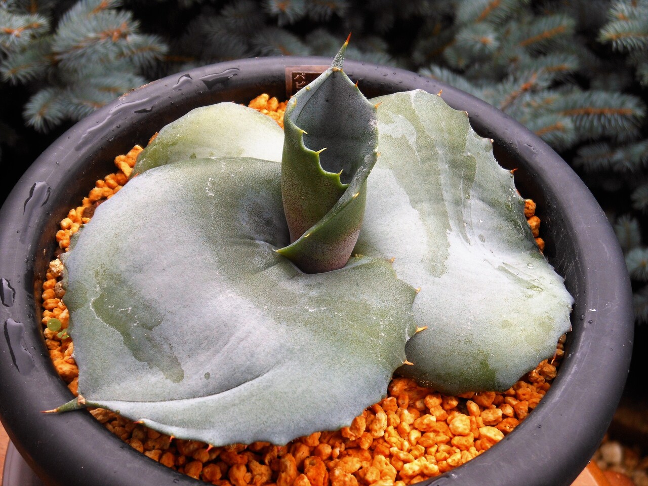 多肉植物：アガベ マルモラータ パピリオ プラタノイデス*幅10cm