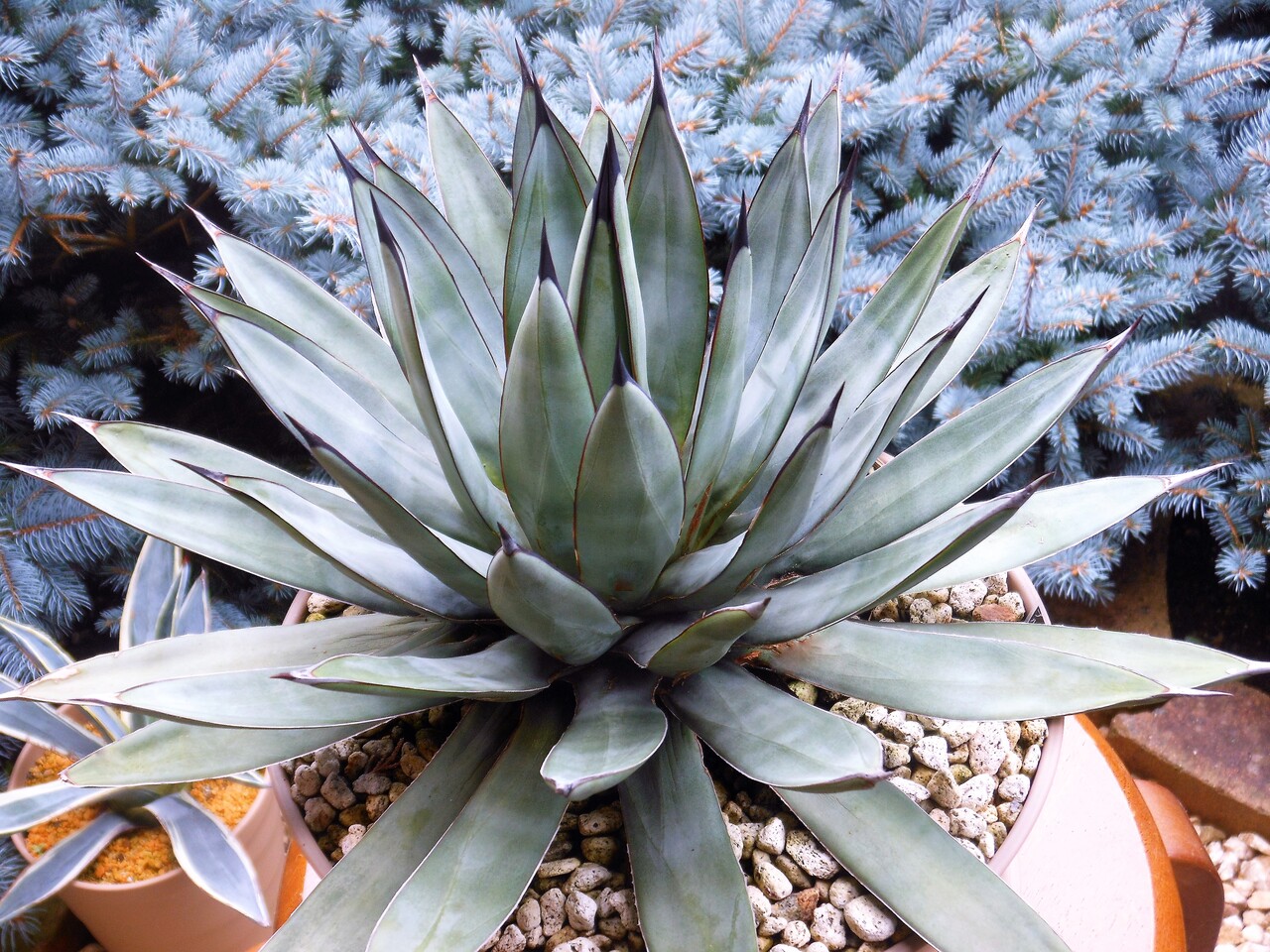 アガベ』【ブルーエンペラー】 : 【BOTANICAL MAJESTY】