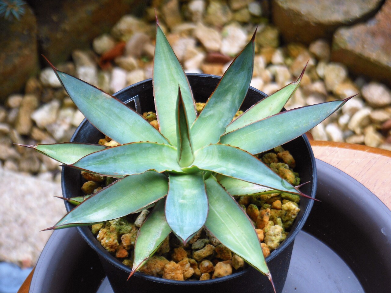 アガベ』【ロマニー】 : 【BOTANICAL MAJESTY】