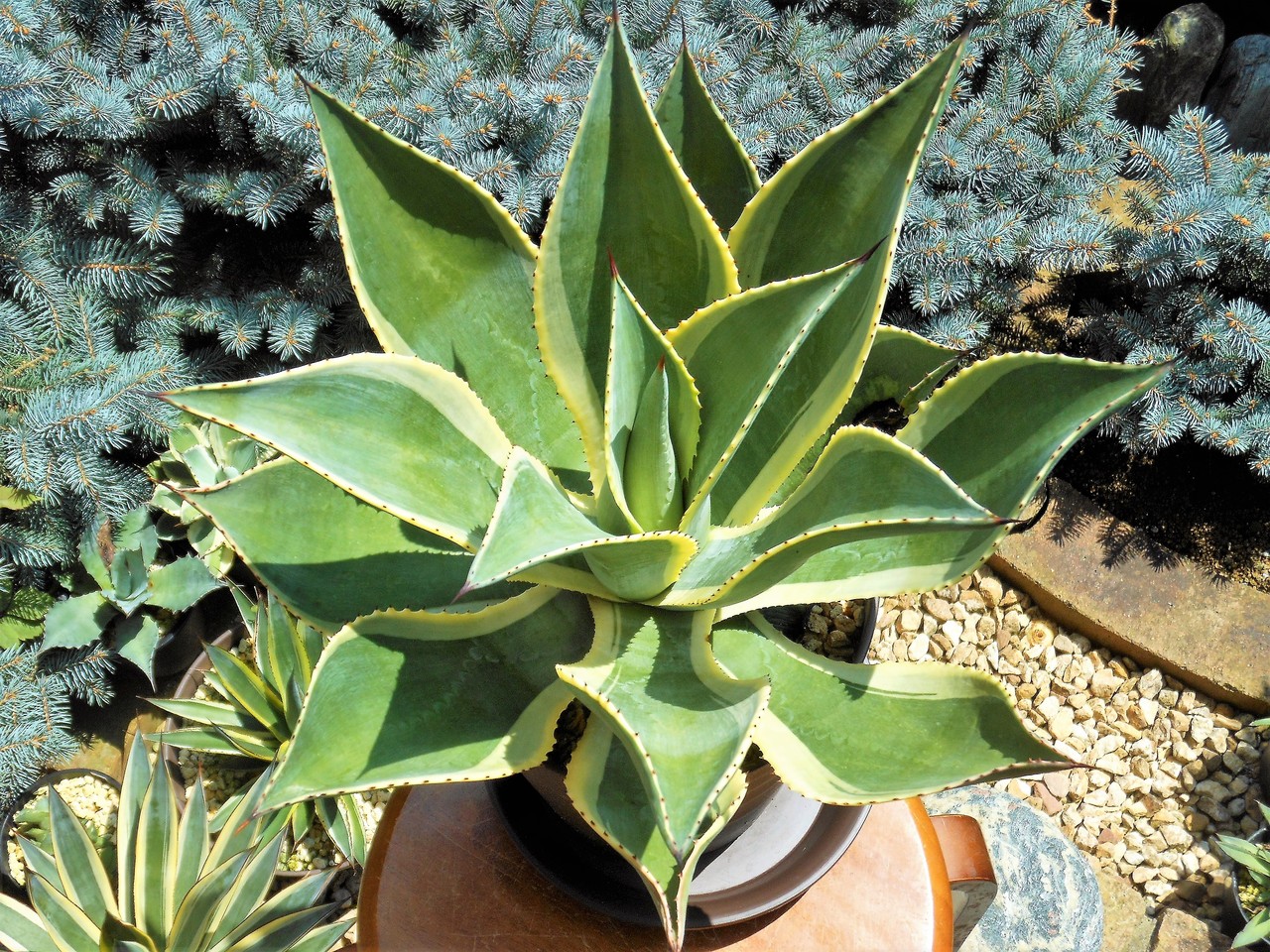 -*-様 アガベ　セルシーノヴァ　白中斑　リップルエフェクト　オリザバ　斑入り アガベ セルシーノヴァ 白中斑 リップルエフェクト オリザバ 斑入り