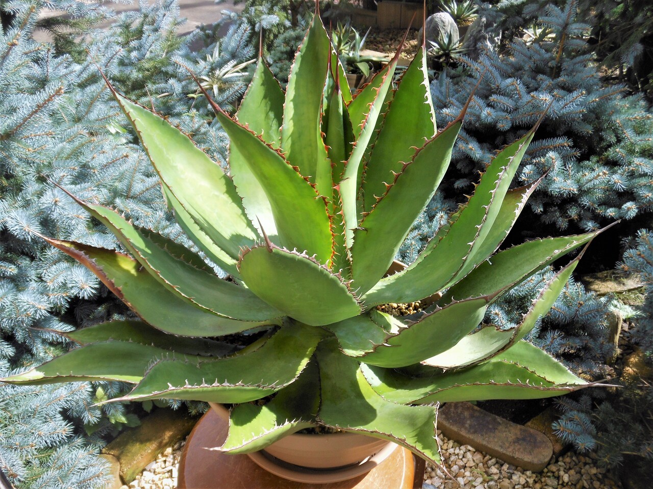 アガベ』【ボビコルヌータ】2 : 【BOTANICAL MAJESTY】