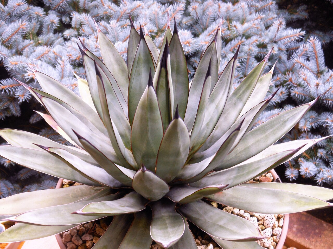 アガベ』【ブルーエンペラー】 : 【BOTANICAL MAJESTY】