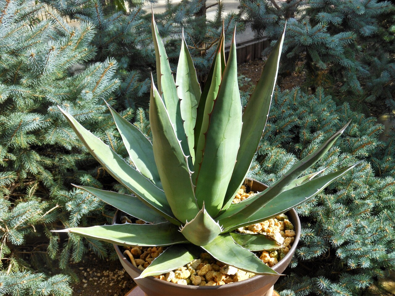 アガベ』【ホリダ ペロテンシス】 : 【BOTANICAL MAJESTY】