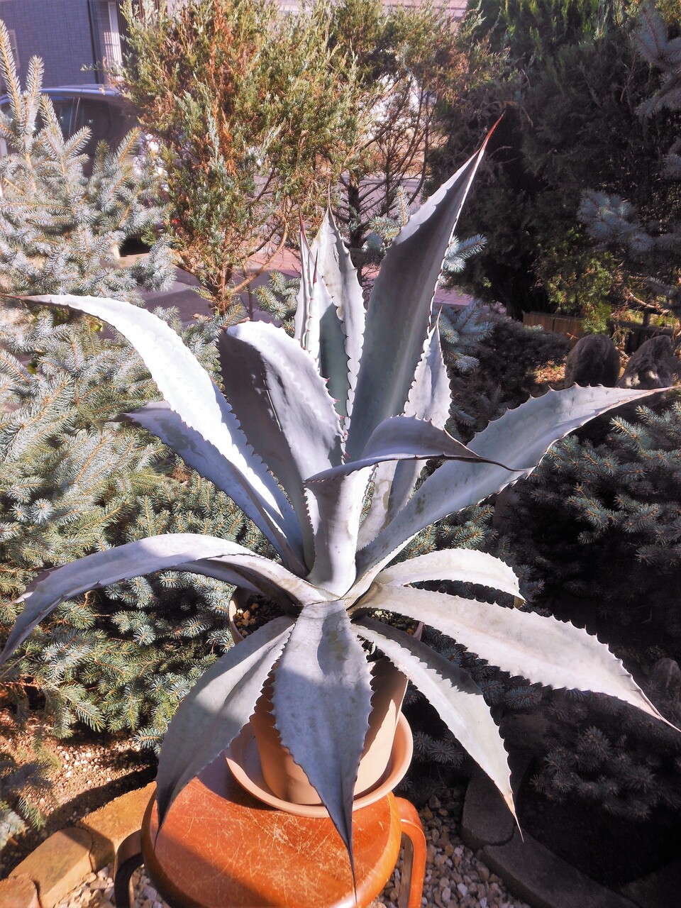 アガベ』【フランゾシニー】 : 【BOTANICAL MAJESTY】