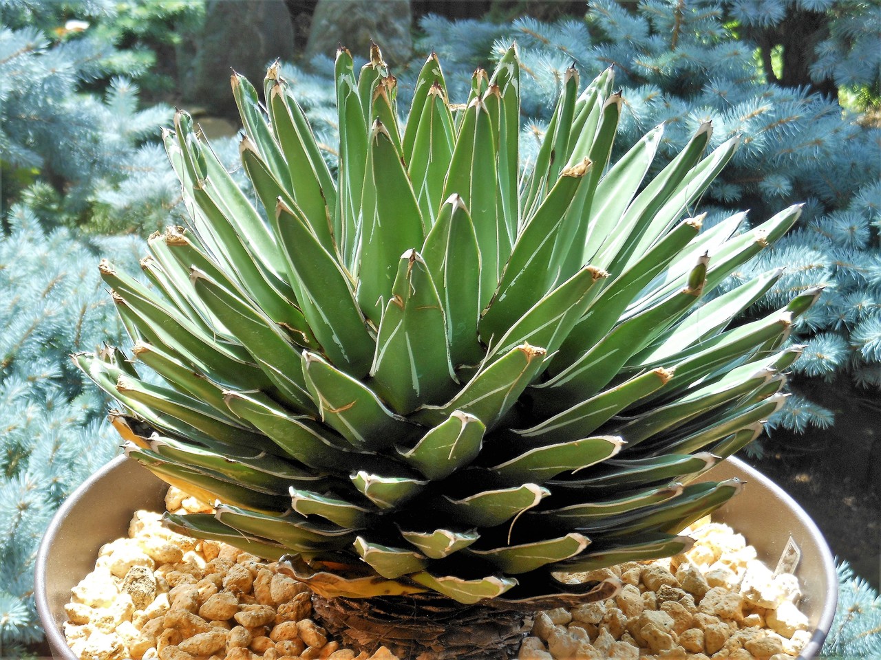 アガベ』【ビクトリアレジーナ】（笹の雪） : 【BOTANICAL MAJESTY】