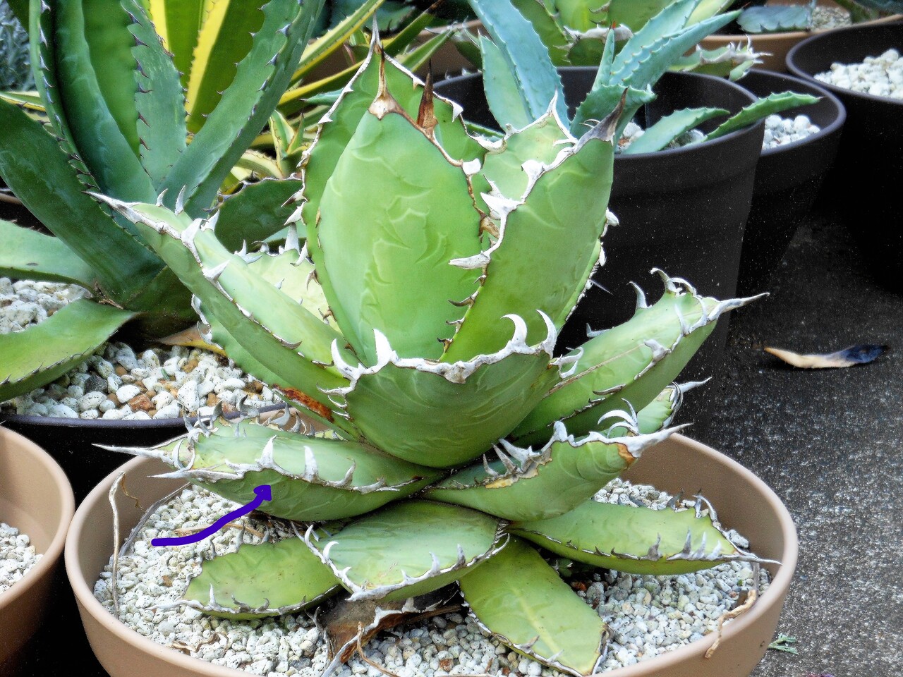 ◎Agave アガベ ◎旧来 農大No.1 ◎ サボテン 多肉植物 アガベ 塊根  