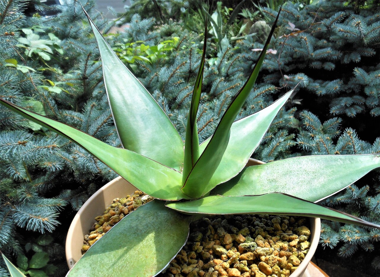 アガベ』【チャザロイ】 : 【BOTANICAL MAJESTY】