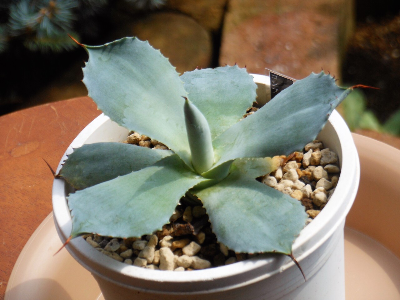 アガベ コンフェデレート ローズ Botanical Majesty