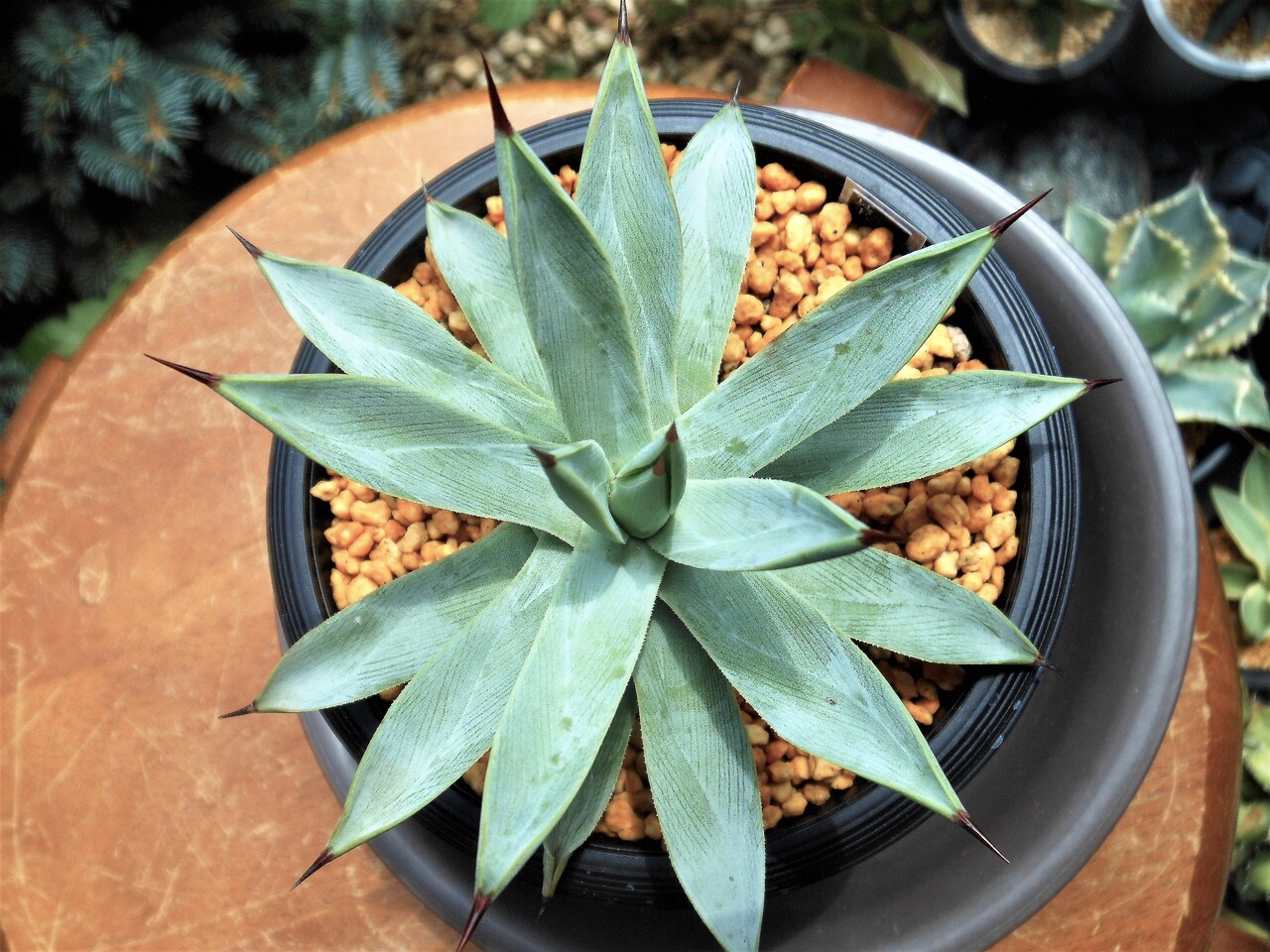 アガベ』【冥王】 : 【BOTANICAL MAJESTY】