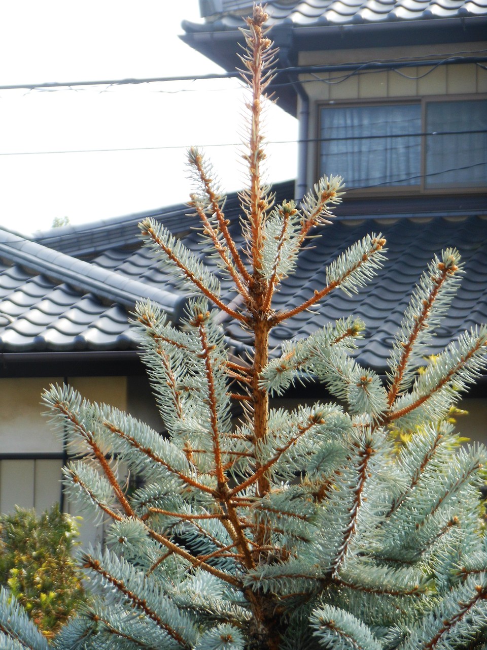 プンゲンストウヒ ホプシー １ ２ Botanical Majesty